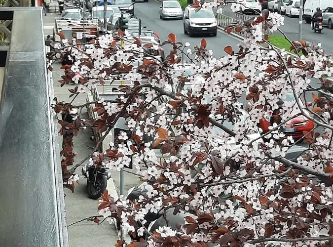 Maritza 1 Pensión Roma